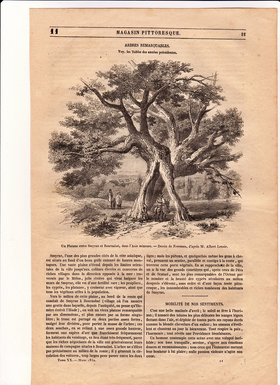 Magasin Pittoresque Dergisi'nin Mart 1852 sayısında yer alan bu gravürde, Bornova'da bulunan bir efsanevi ağaçtan bahsederken, resmin altında Bornova'nın Homeros'un İlyada ve Odysseus Destanlarını derlediği söylenen yer olduğundan söz ediliyor.